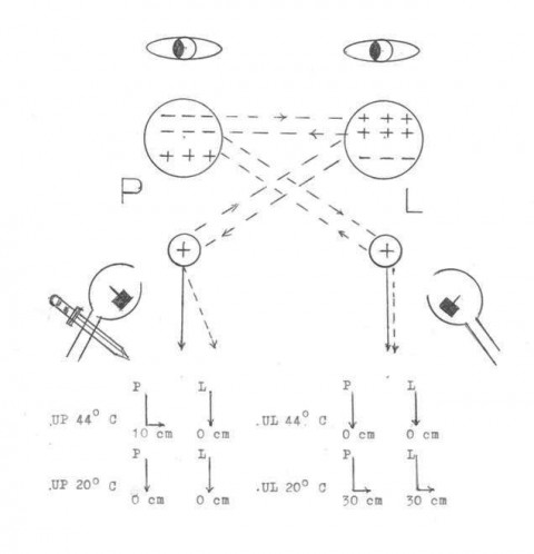 ryc.3 Habituacja przedsionkowa. Nowa teoria